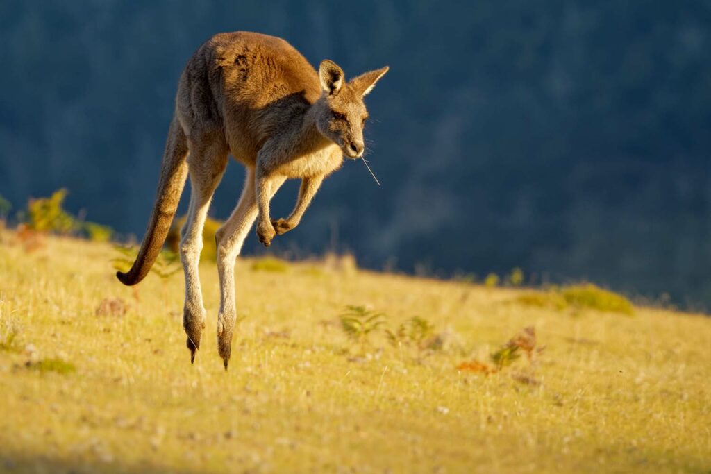 A kangaroo in midair jumping in a field.
