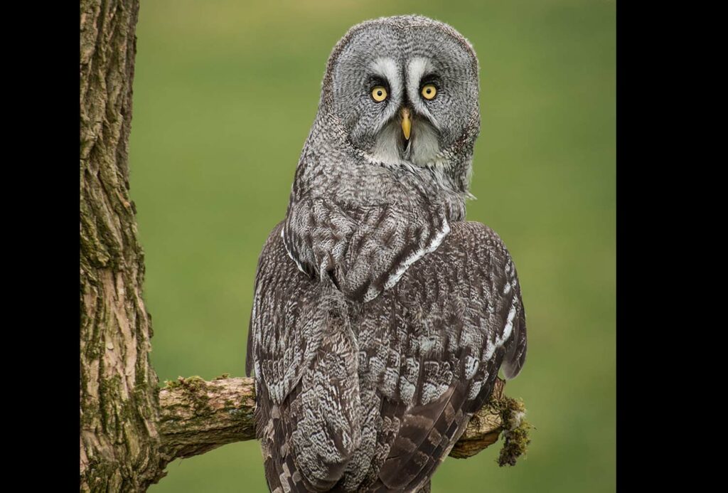 An owl perched on a branch has its head turned most of the way backwards.