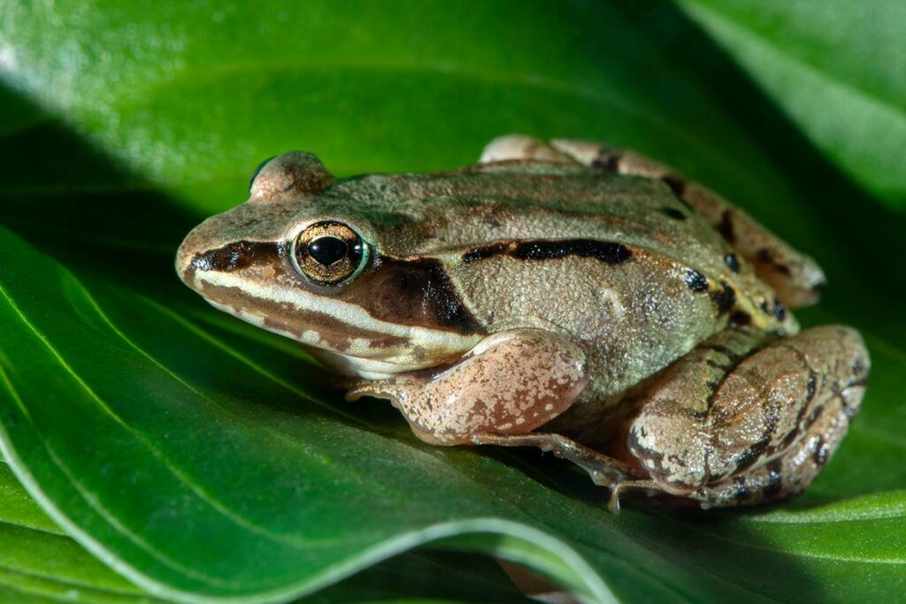 A wood frog sits on a leaf.
