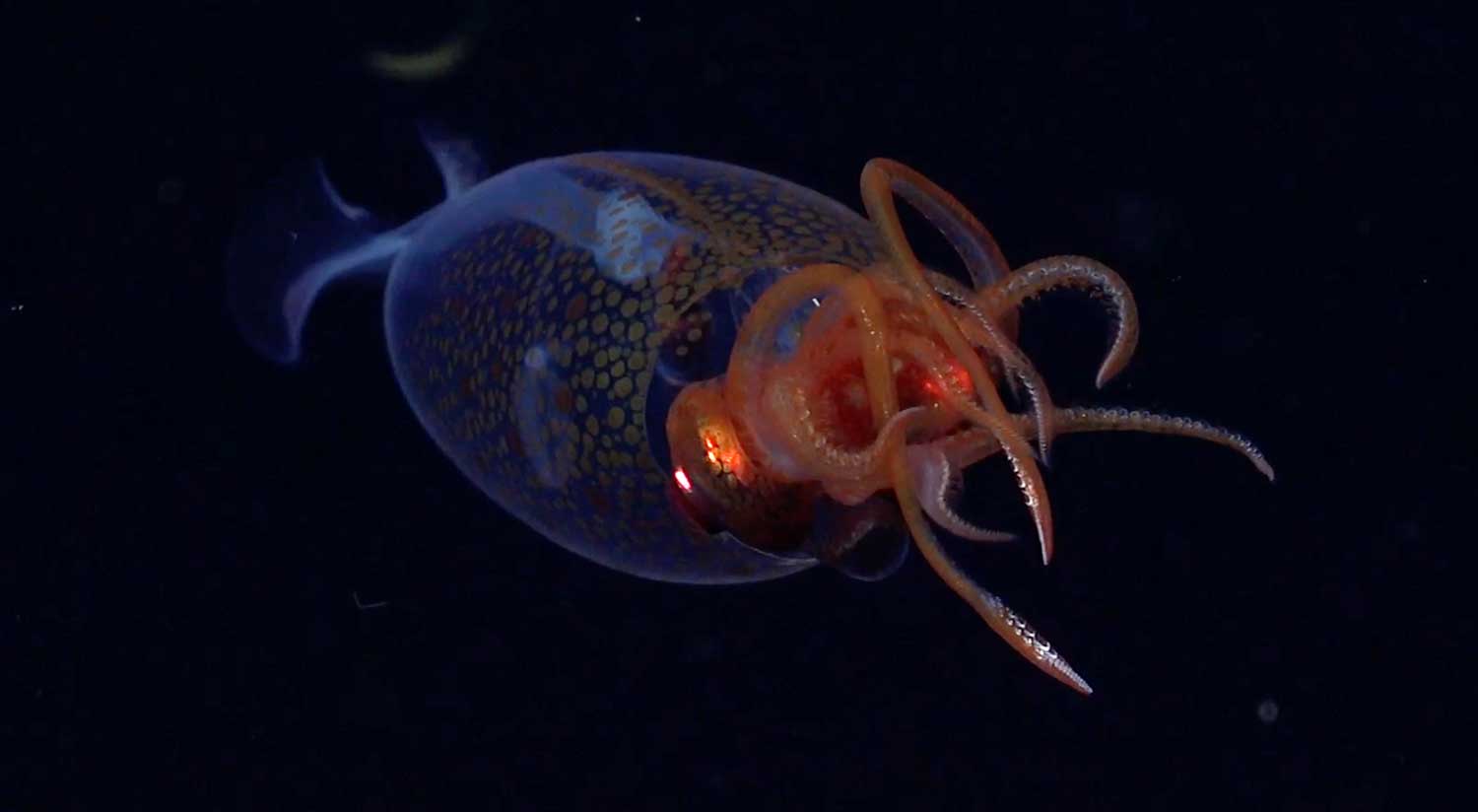 A young colossal squid with tentacles and a transparent body swims in the dark water.