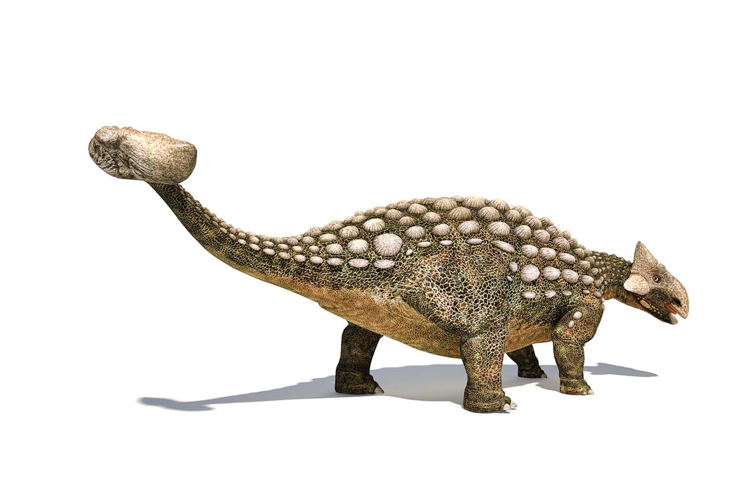 An illustration of an ankylosaurus dinosaur against a white background with the club tail prominent in the foreground.