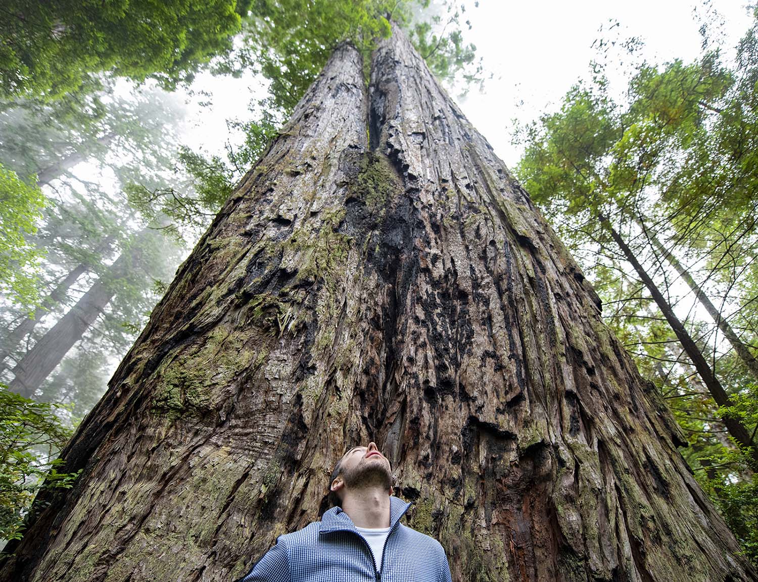A man stands with his back against a redwood tree and looks up at it.