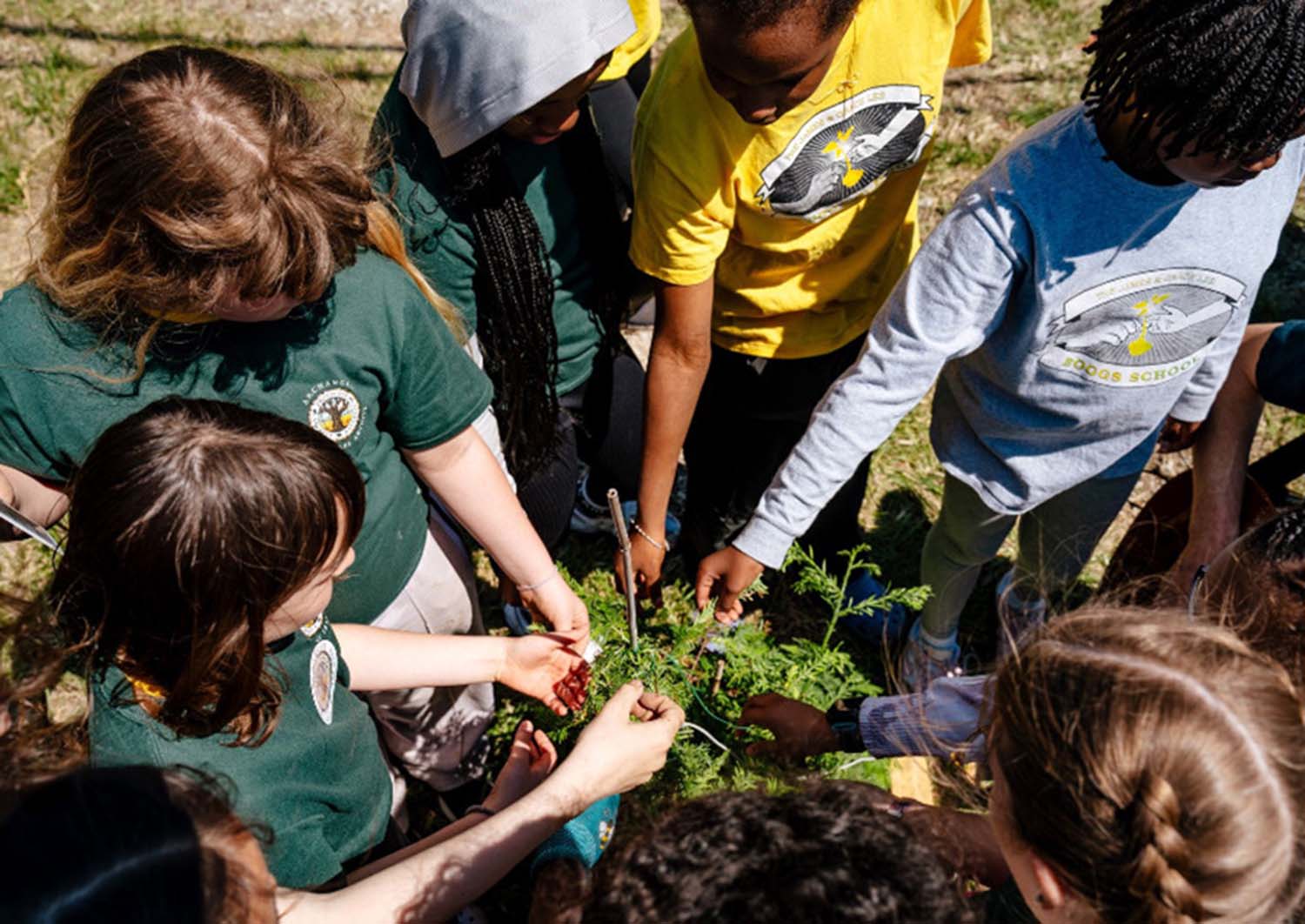 A group of children are gathered around a giant sequoia sapling.