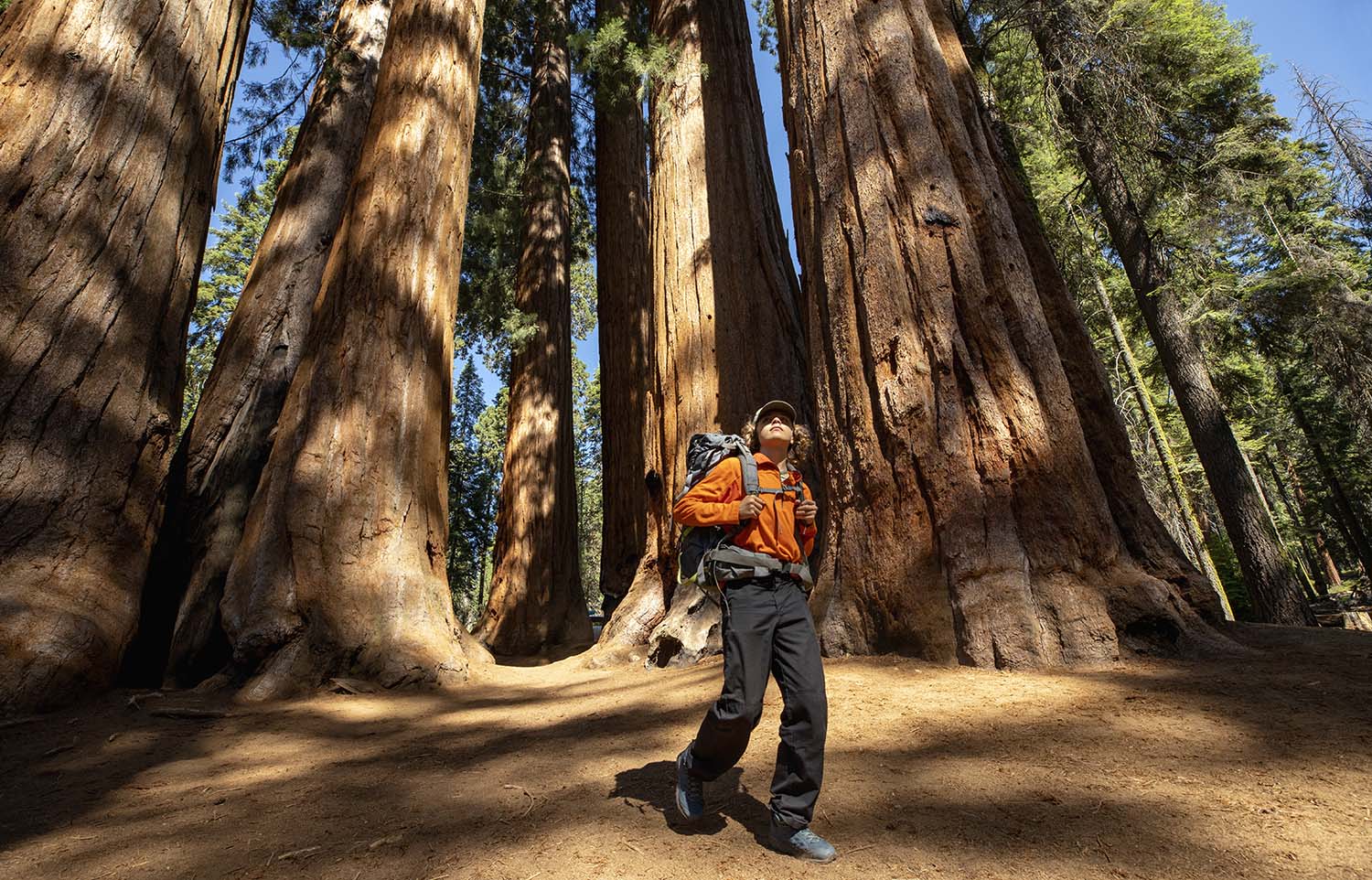 A hiker wearing a hat and backpack walks under a group of giant sequoias.