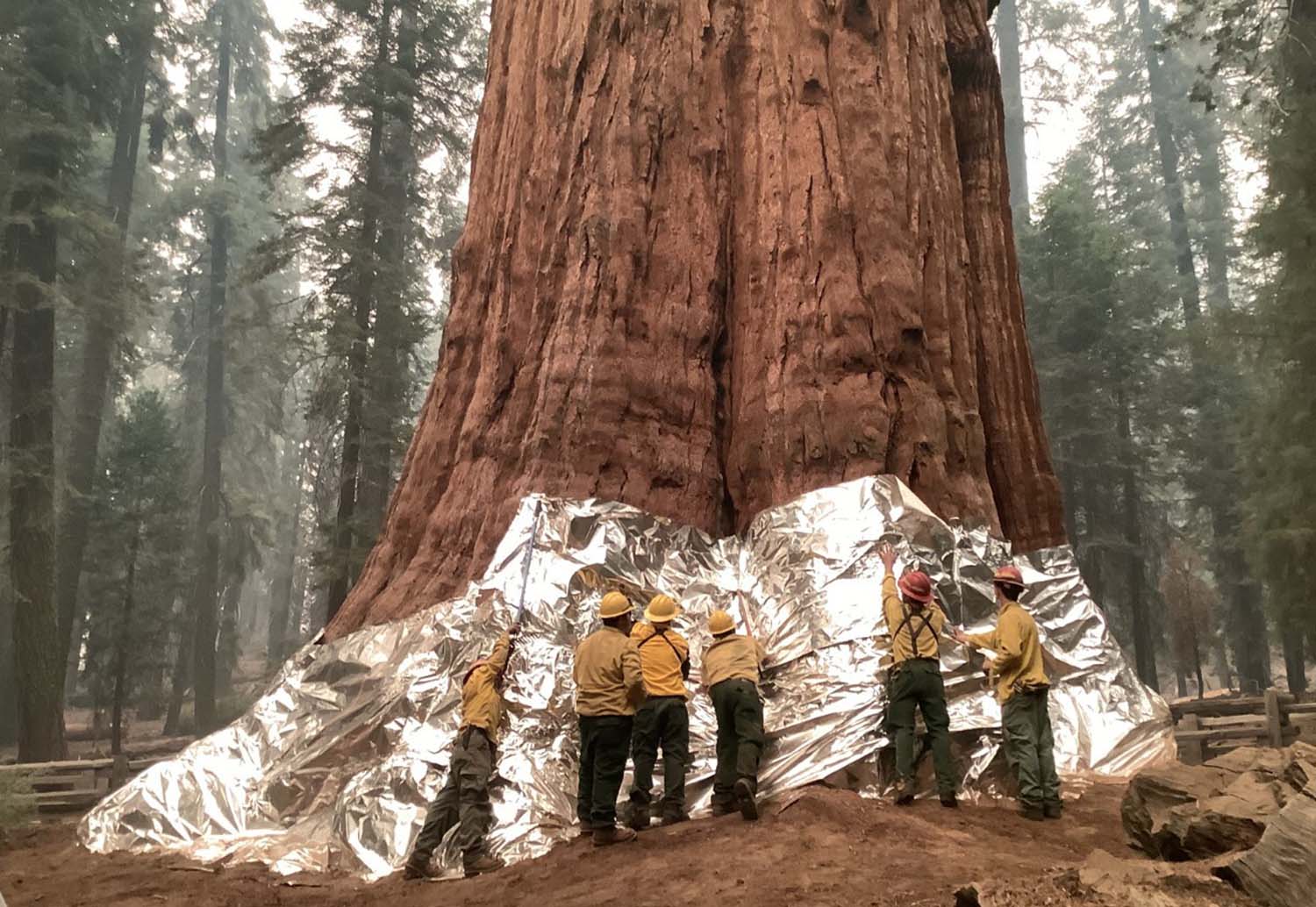 Six firefighters place silver foil around the base of a giant sequoia tree.