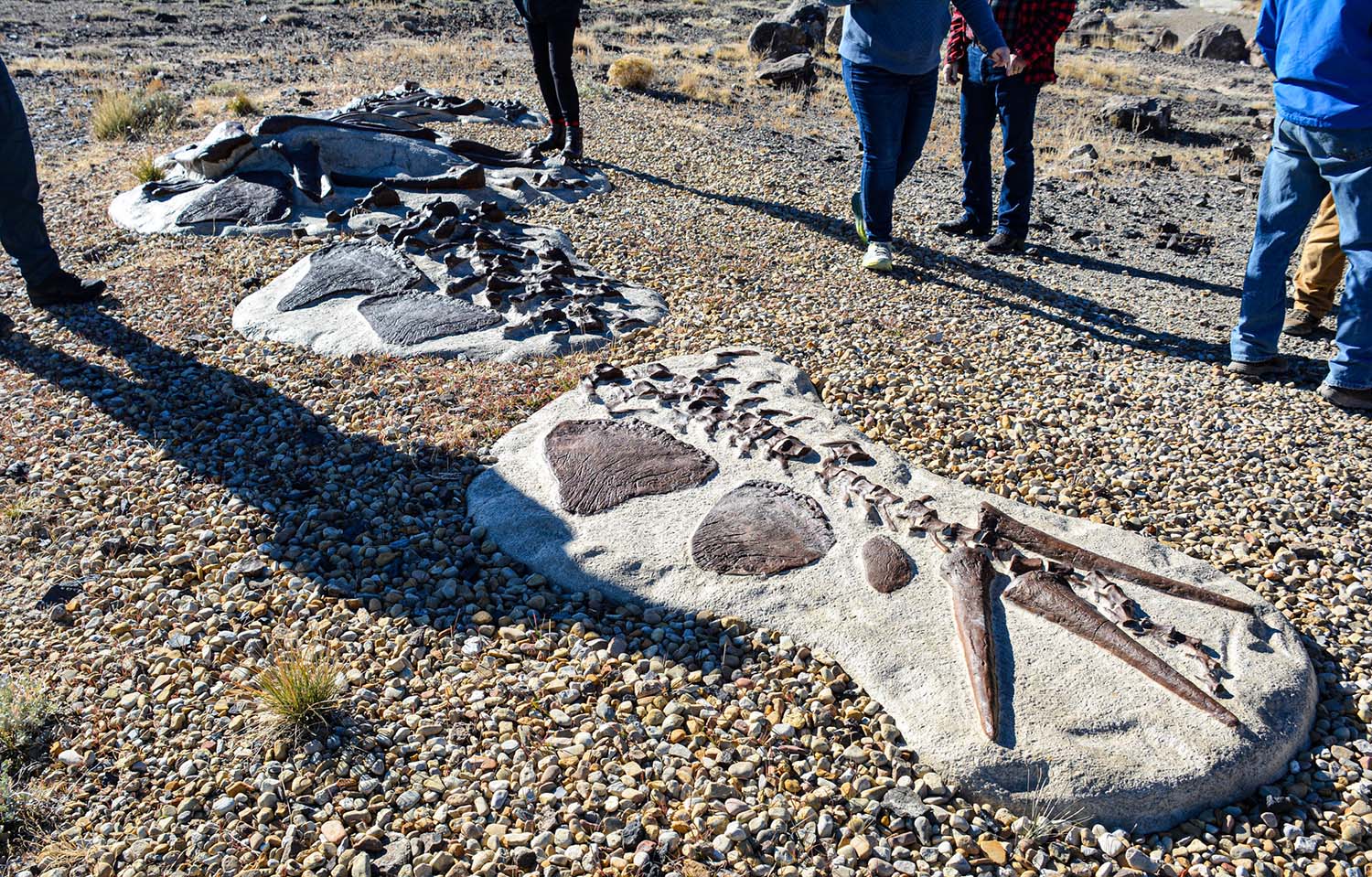 The feet and legs of tourists are seen around a collection of dinosaur bones embedded in rock.