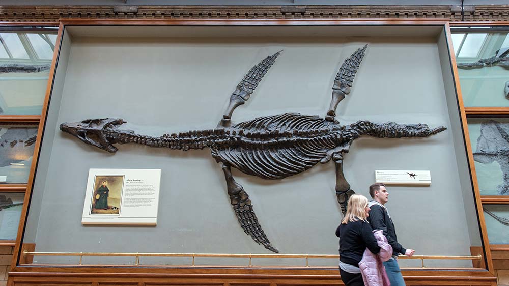 Tourists at a museum walk in front of the fossil discovered by Mary Anning.