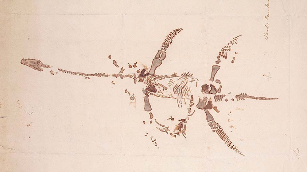A sketch of a plesiosaurus accompanied by some writing.