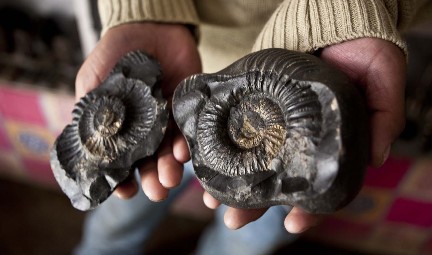A person holds an ammonite fossil in each hand.