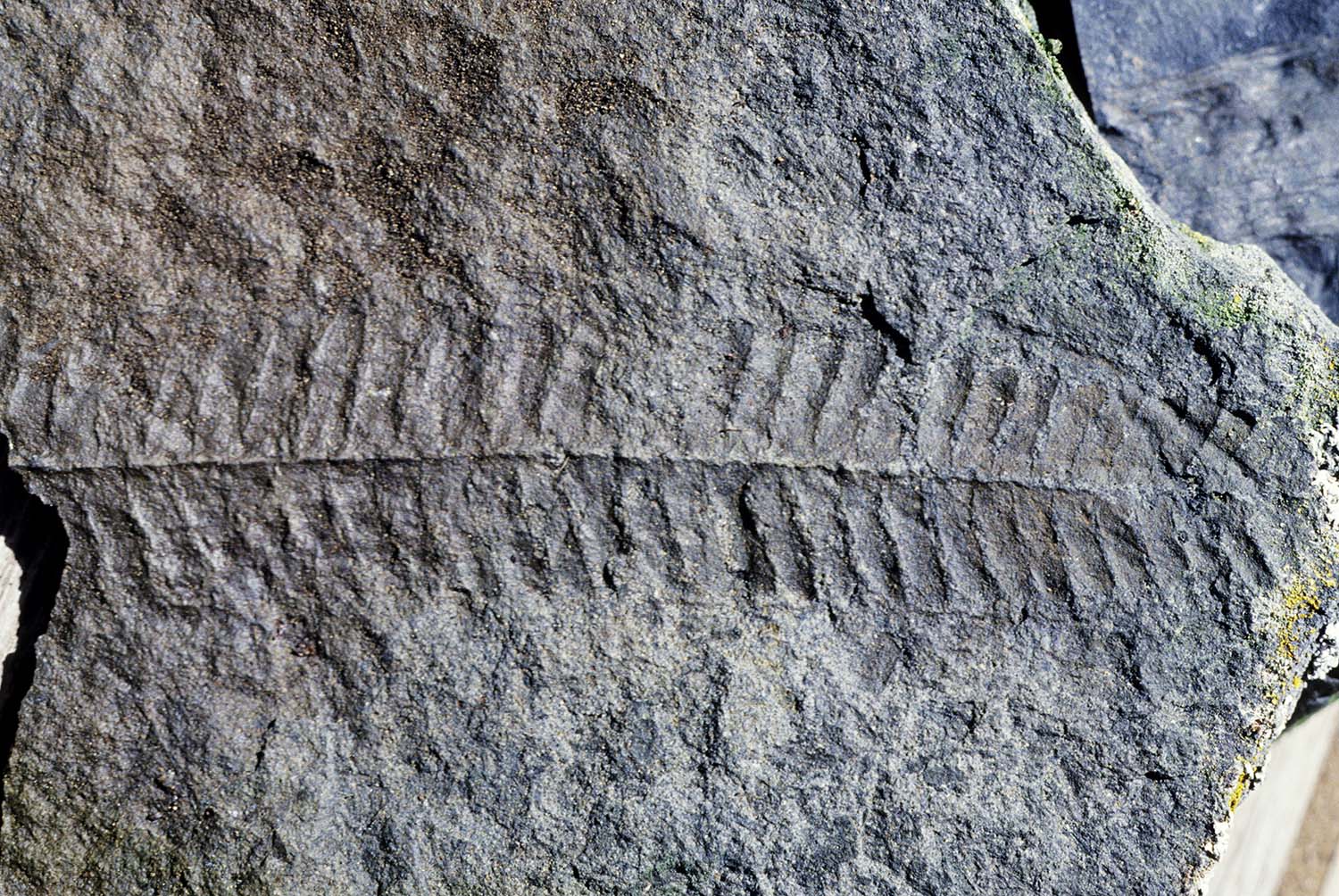 The imprint of a fern-like leaf is embedded in rock.