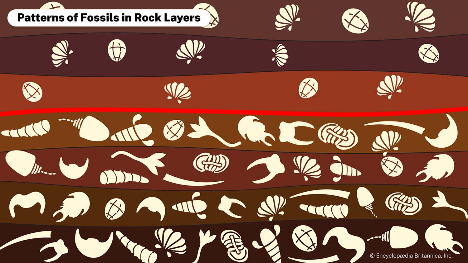 An illustration titled Patterns of Fossils in Rock Layers shows fossils arranged in layers.