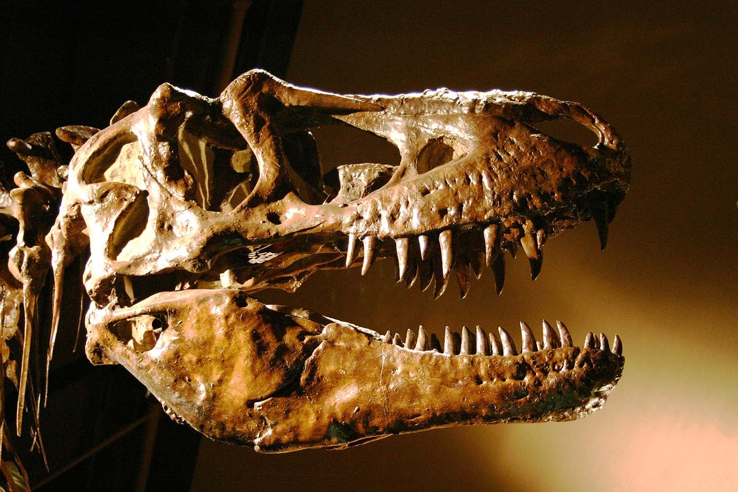 The skull and teeth of this T. rex were preserved, but the eyes and skin were not.