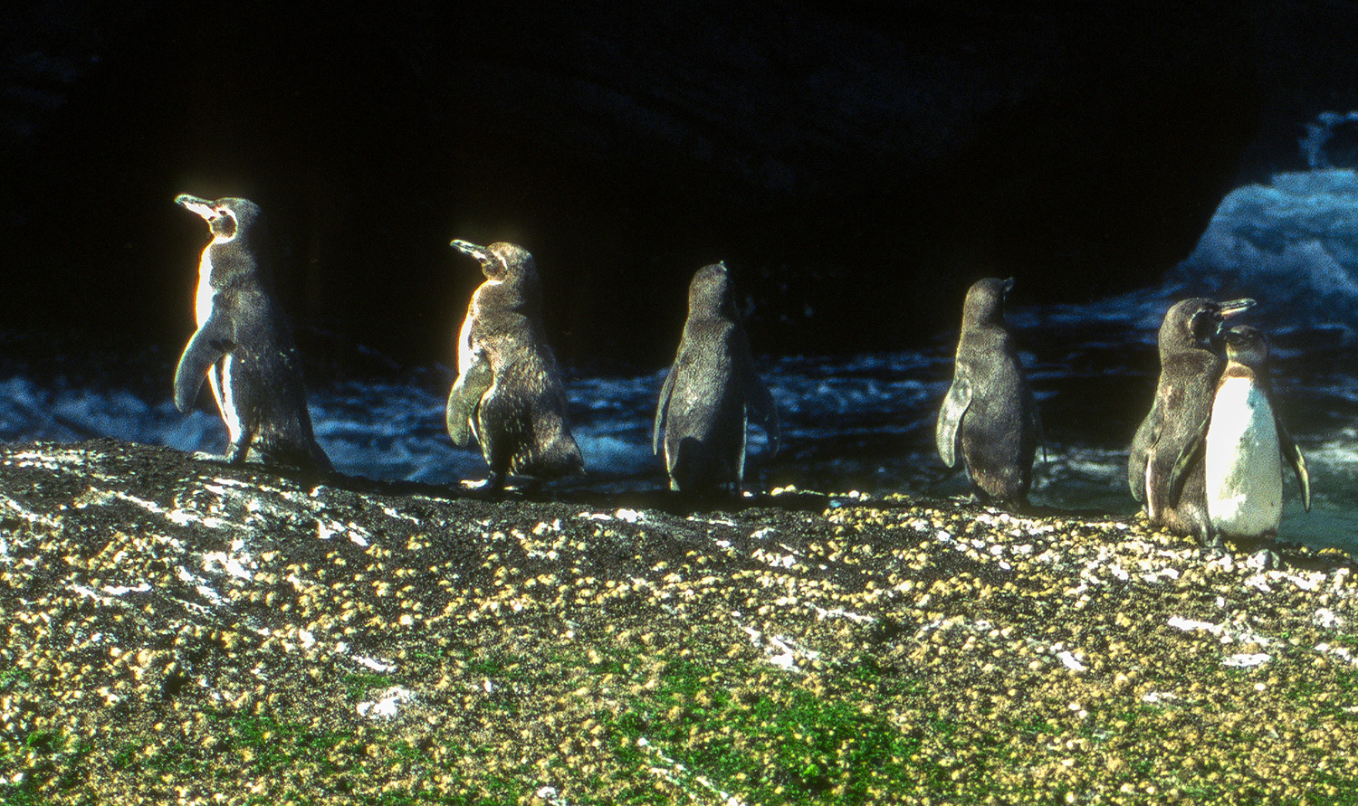 Six Galápagos penguins on some land with green vegetation and a body of water in the background.