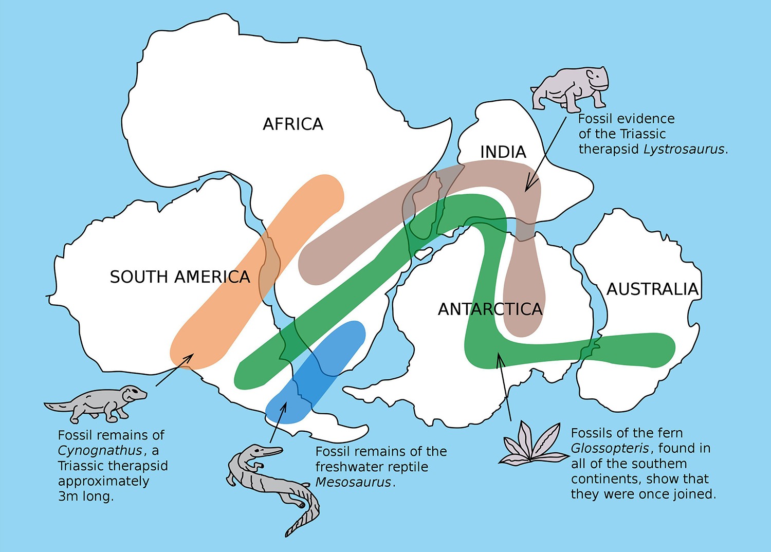 Illustration showing the continents before separation and the movement of organisms from one continent to another.