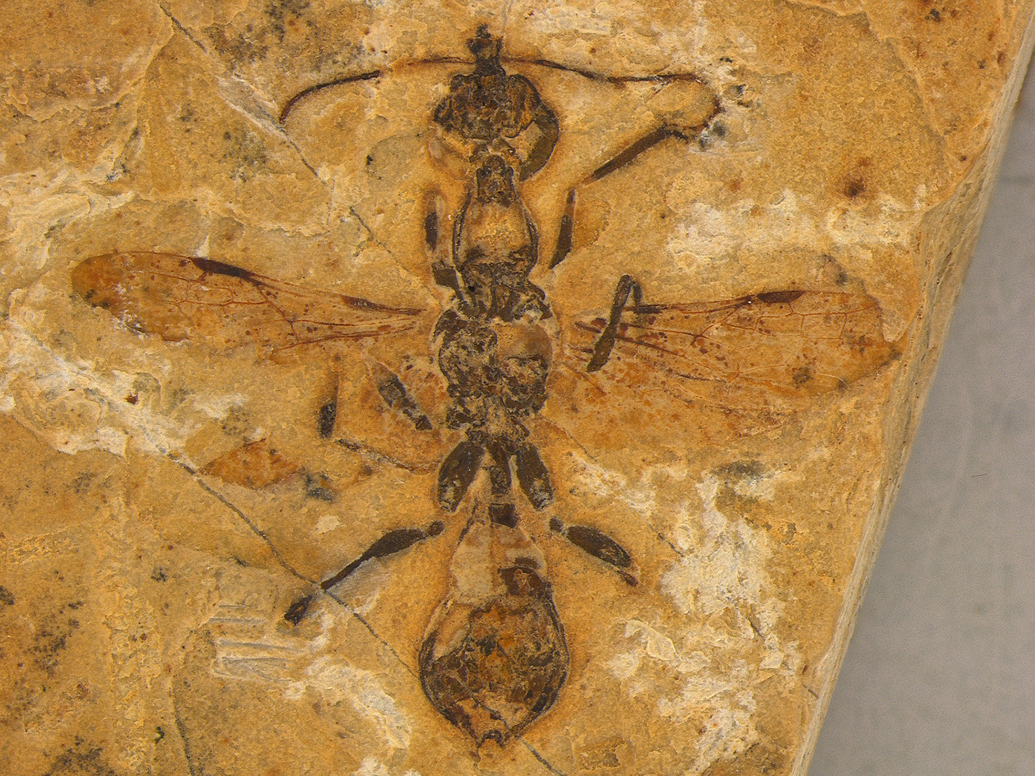 A fossil of an ant with wings