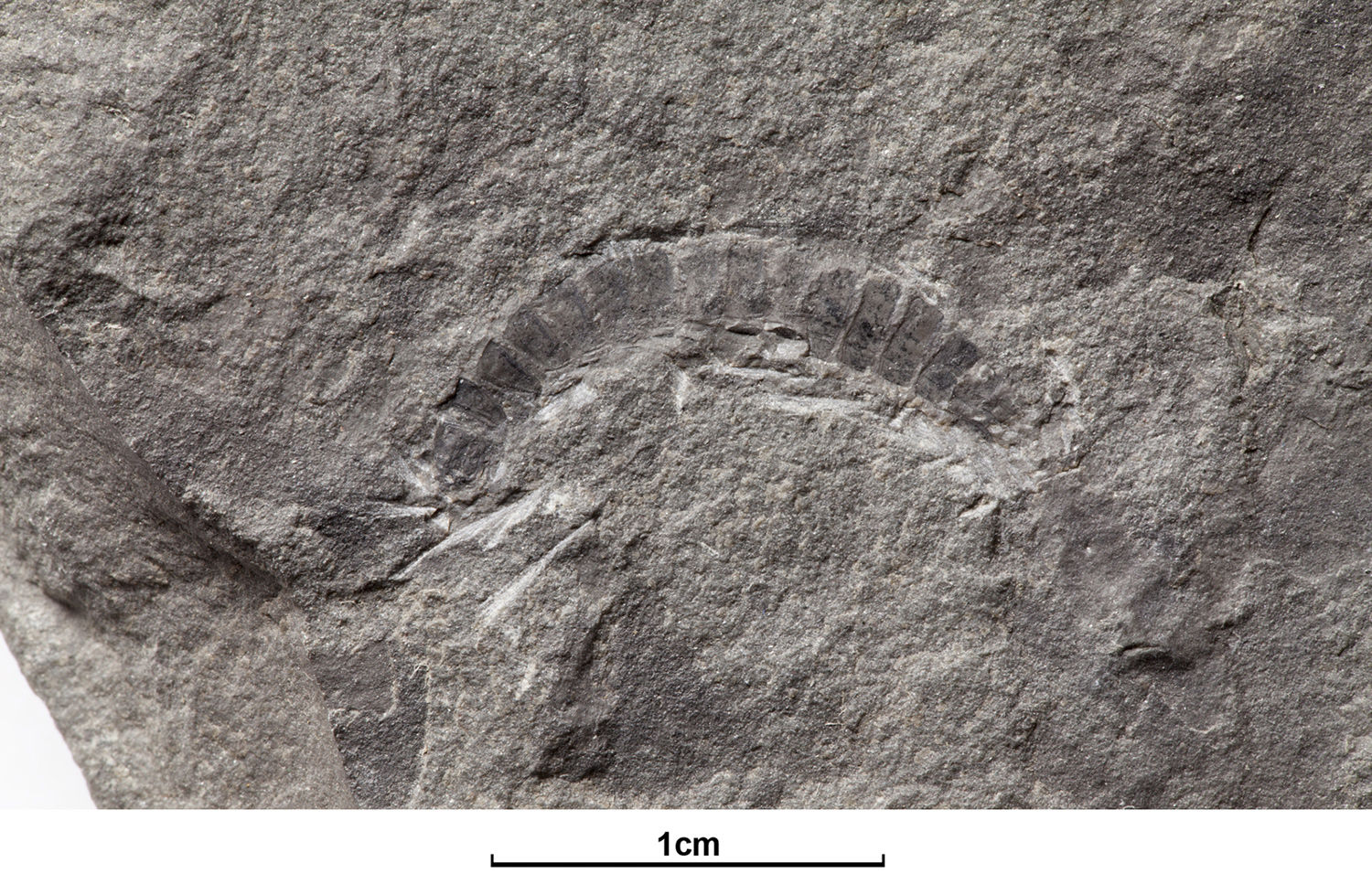 A millipede fossil looks like the imprint of a curved worm in rock.