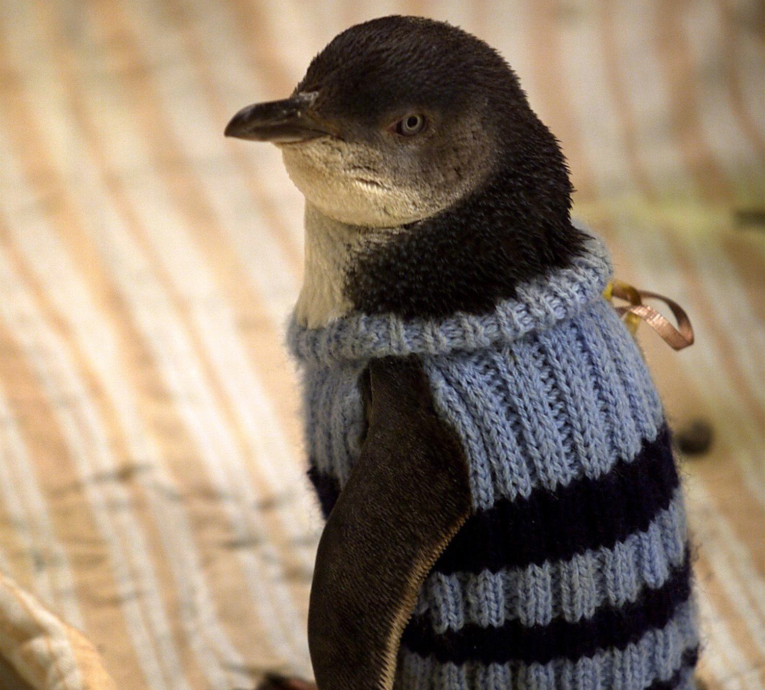 A penguin that is wearing a striped sweater stands on a piece of fabric.