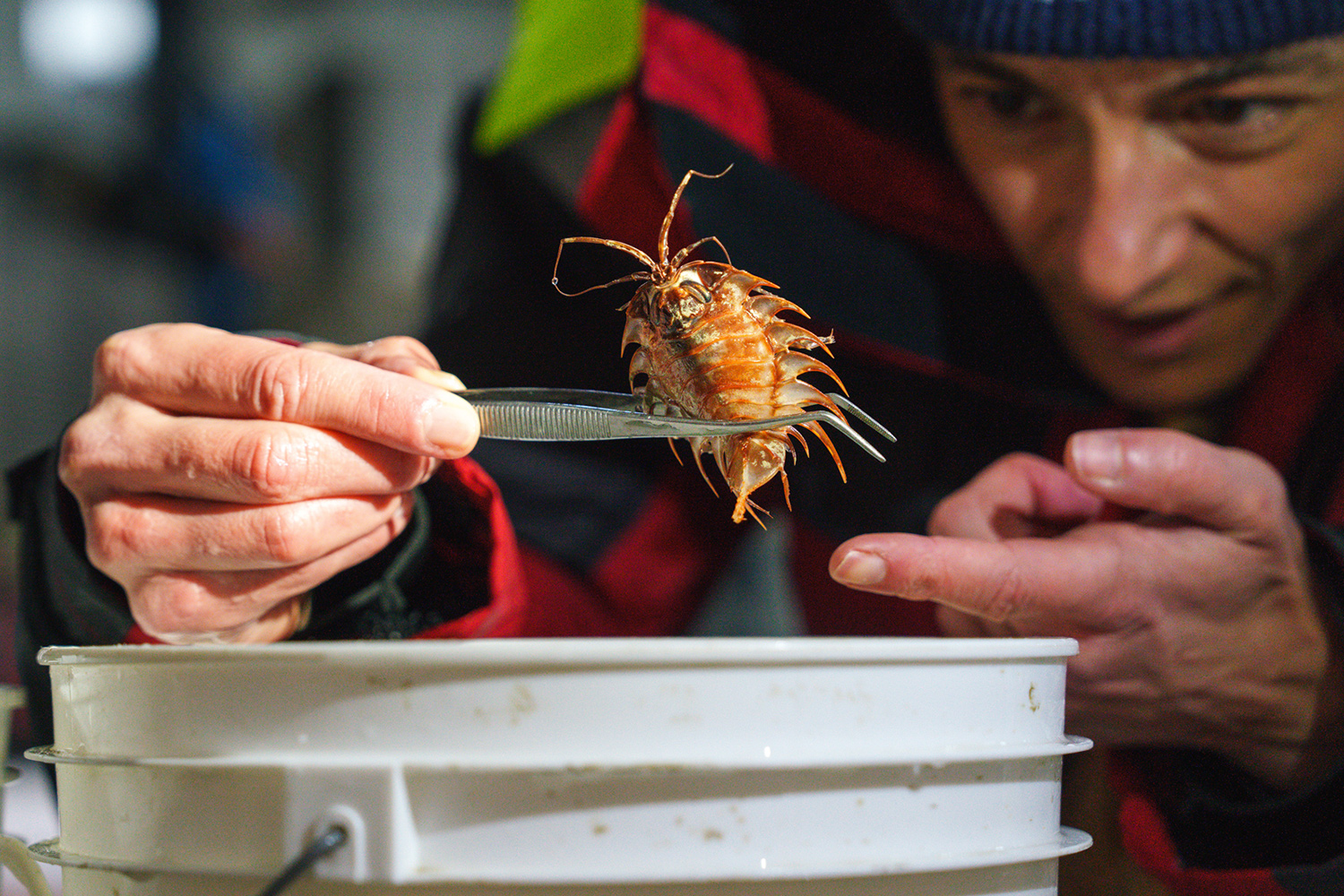A woman holds a small isopod in a pair of tweezers over a bucket.