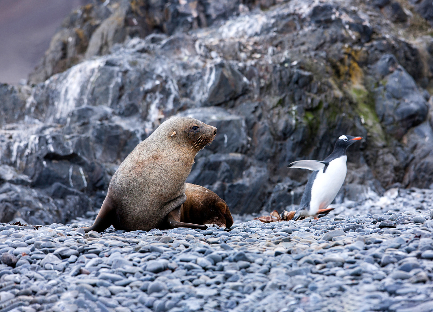 An Antarctic fur seal and a gentoo penguin side by side on a rocky landscape.