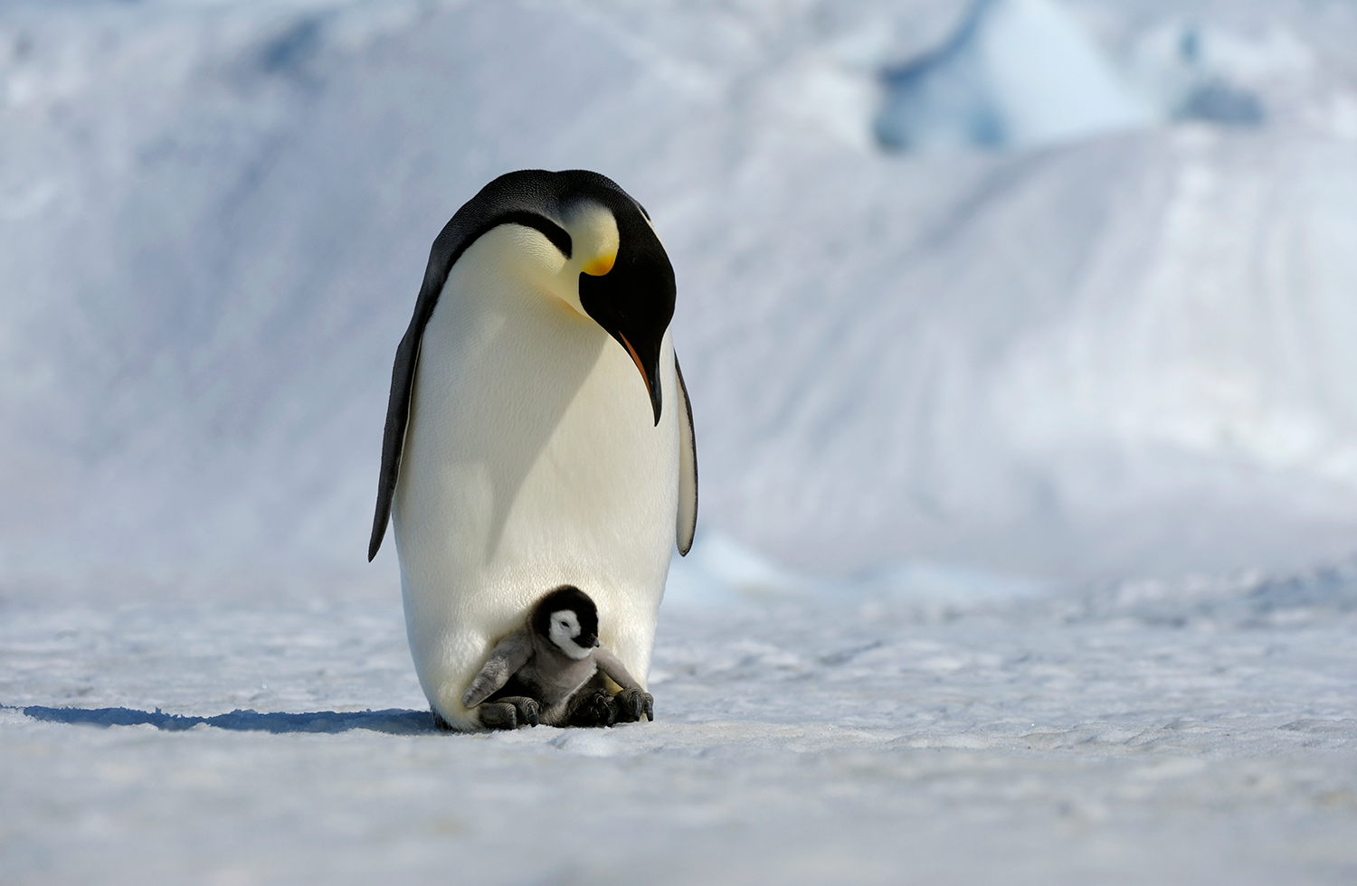 An adult emperor penguin stands on snow with a chick on his feet.