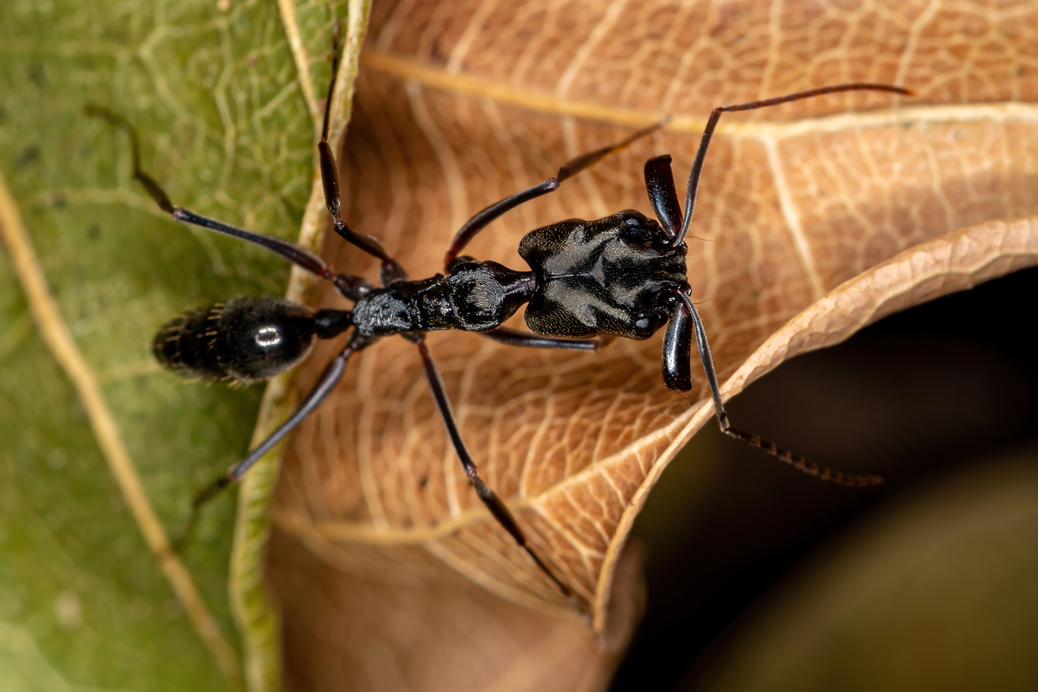 A trap-jaw ant with jaws much wider than its head stands on a leaf.