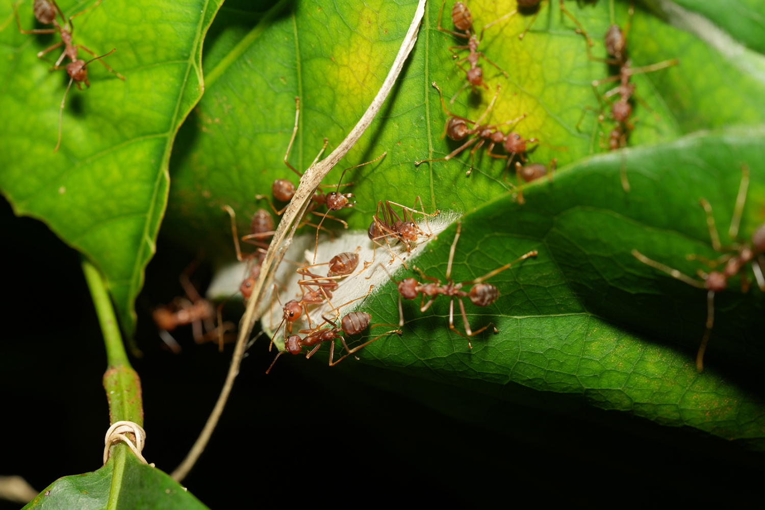 Reddish weaver ants weaving a silky nest among some green leaves.