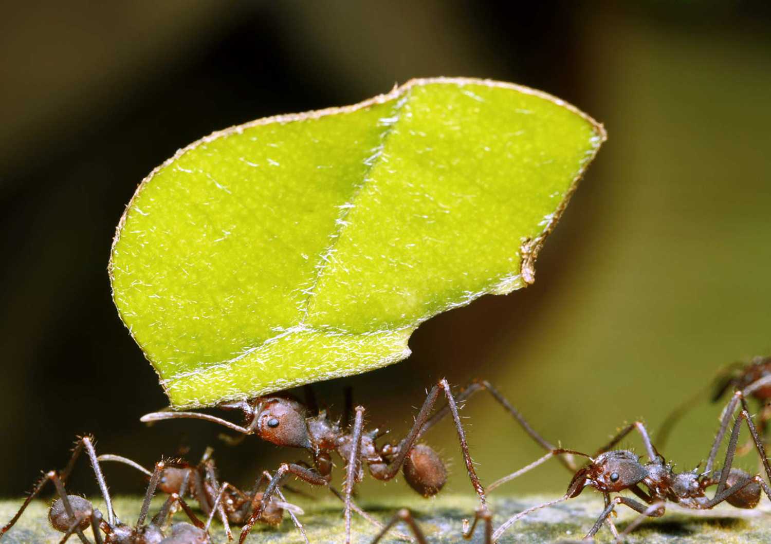 A leafcutter ant walks with other ants and carries a large piece of a leaf in its jaws.