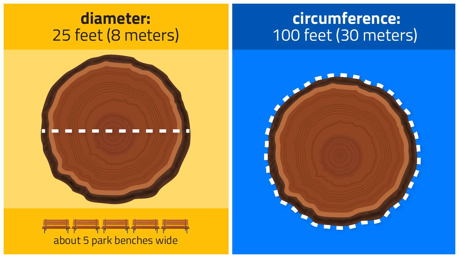Illustration showing the diameter and circumference of a giant sequoia with a comparison to the length of five park benches put together.