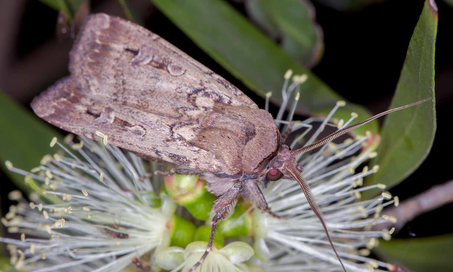 A brown bogong moth sits on a flower.