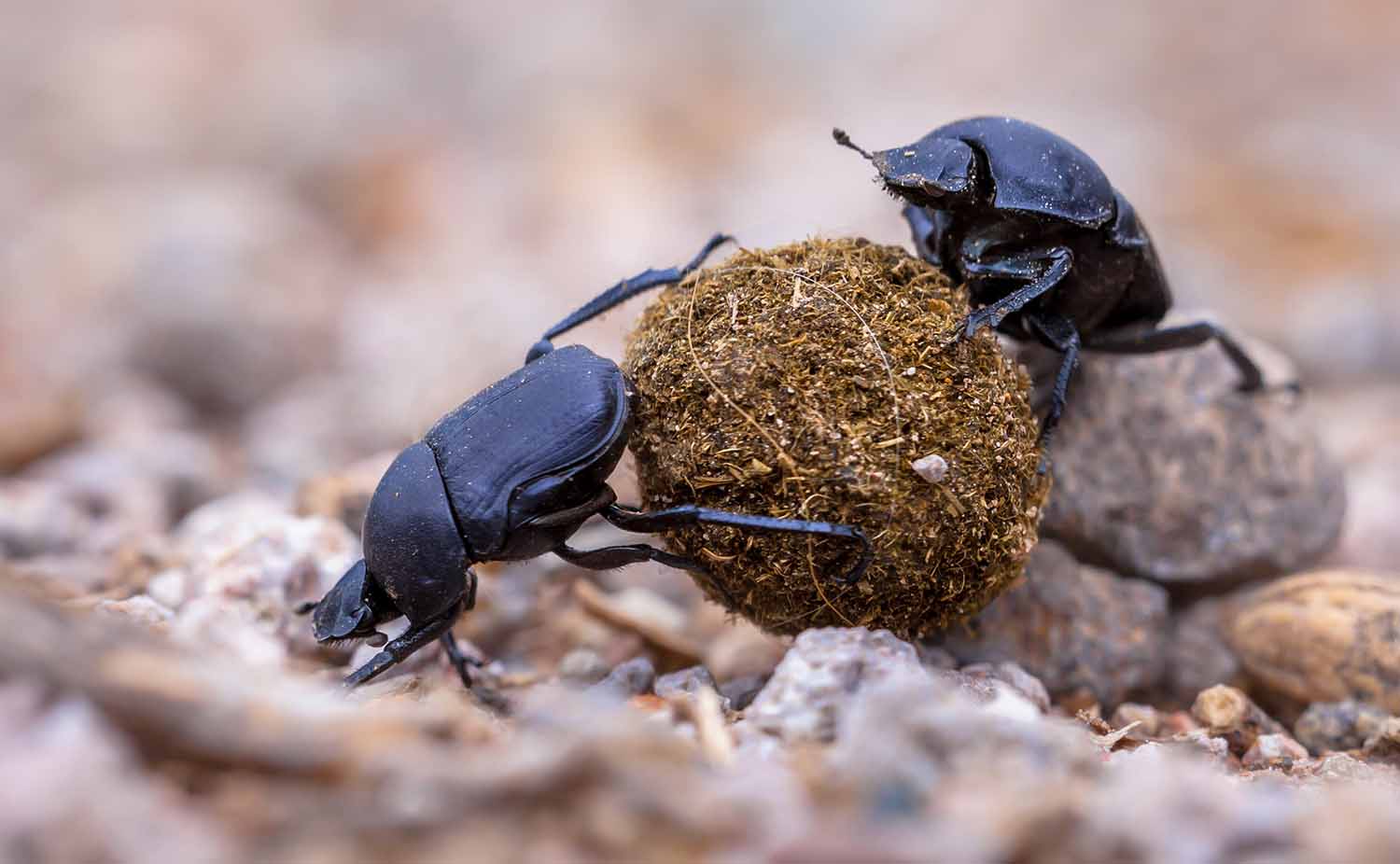 Two dung beetles roll a piece of dung over some pebbles.