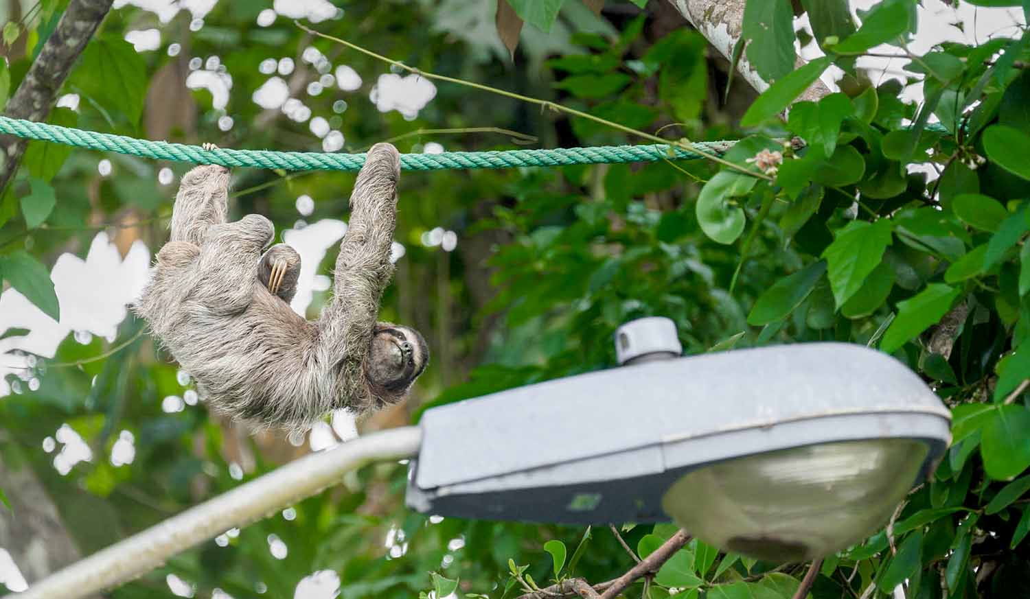 A sloth hangs upside down on a rope that is hung over a lamppost, gripping the rope with a front and rear paw.
