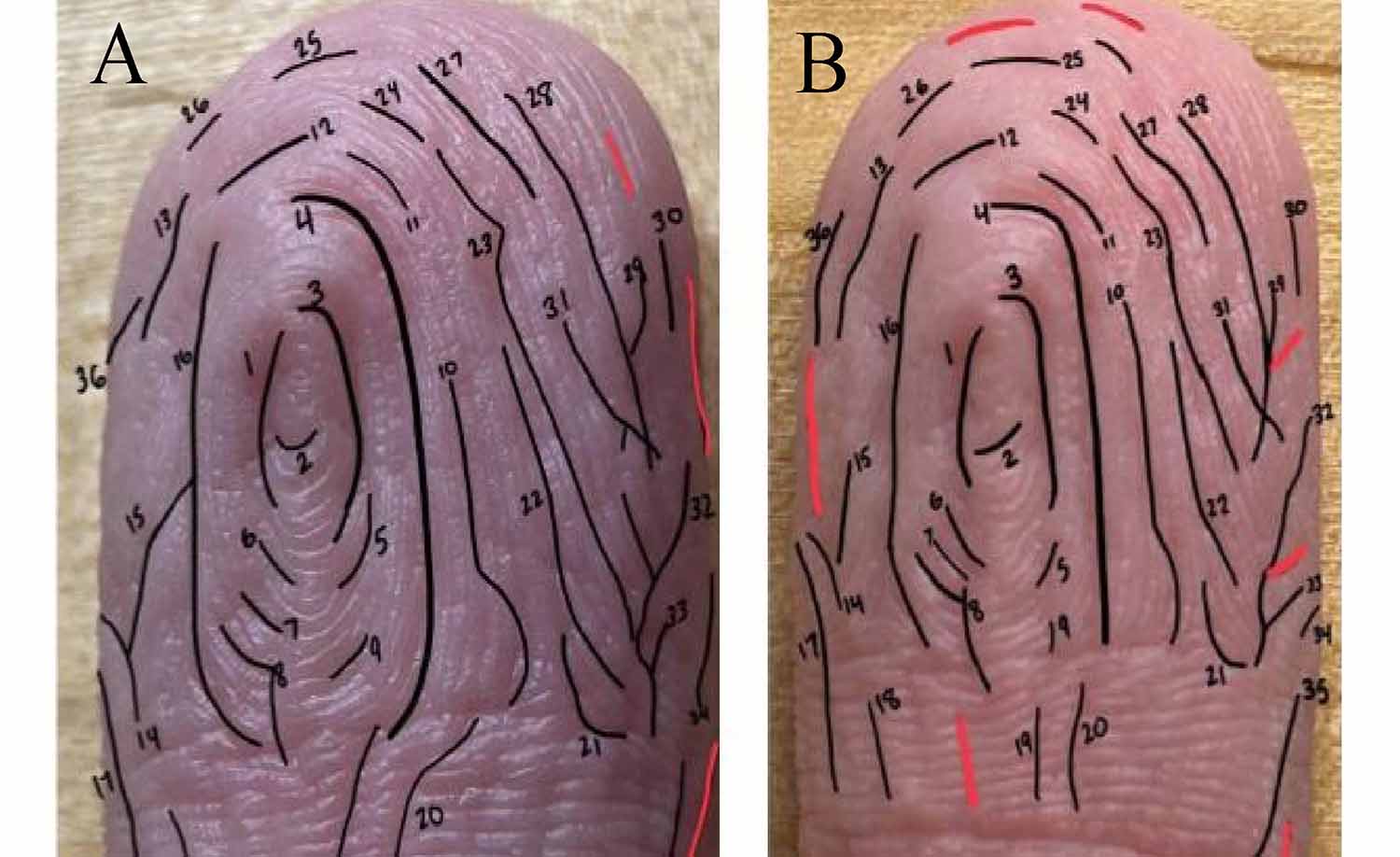 Two photos of a person’s wrinkled fingers with the wrinkles marked and numbered and the wrinkles in the same places in both photos.
