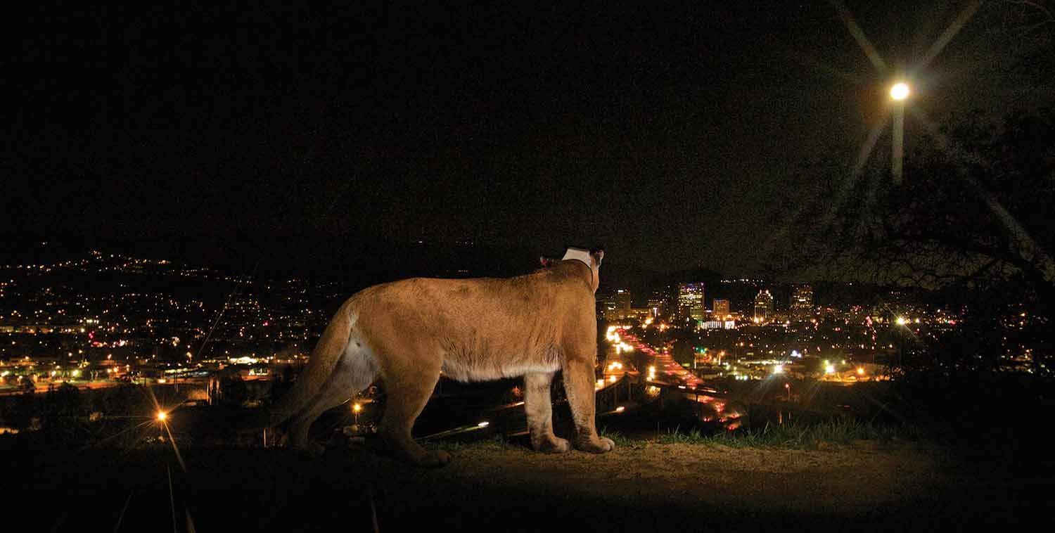 A mountain lion seen from the rear looks over the lights of a populated area at night.