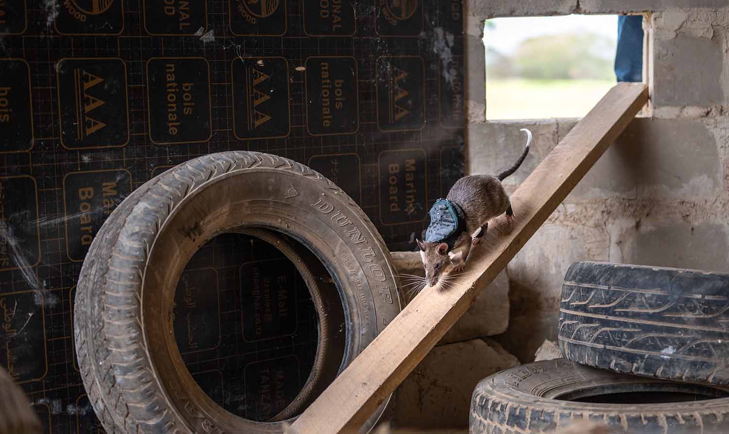 A brown rat wearing a tiny backpack walks down a wood plank that leads from a window to a room with cement brick walls and containing tires.