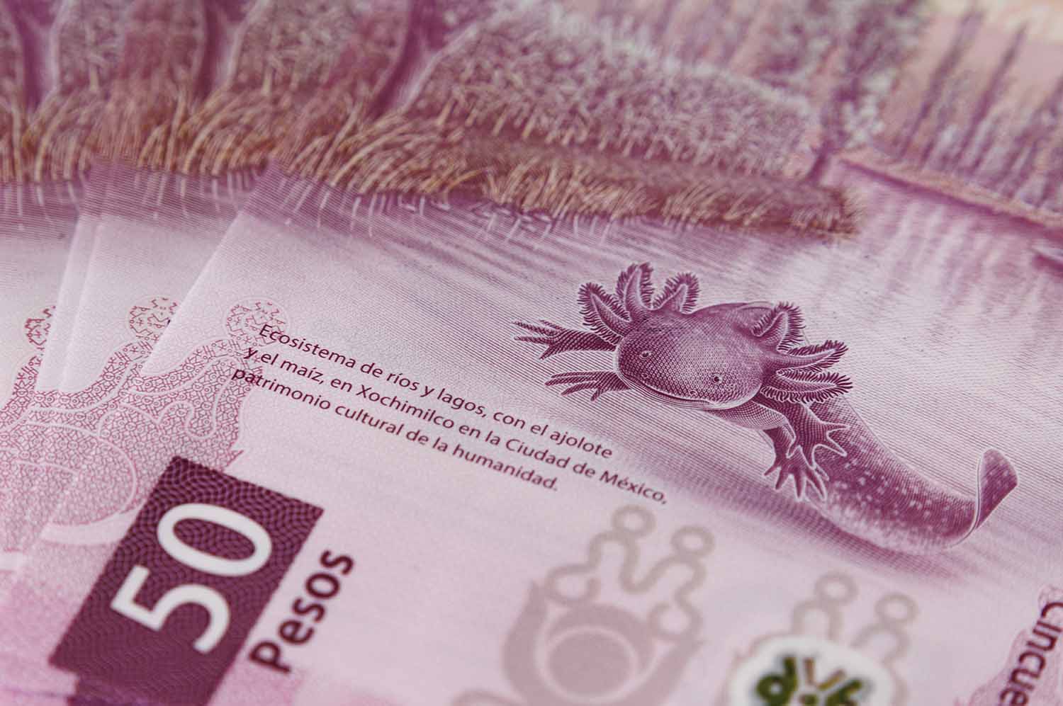A 50 peso note features an axolotl in a body of water.