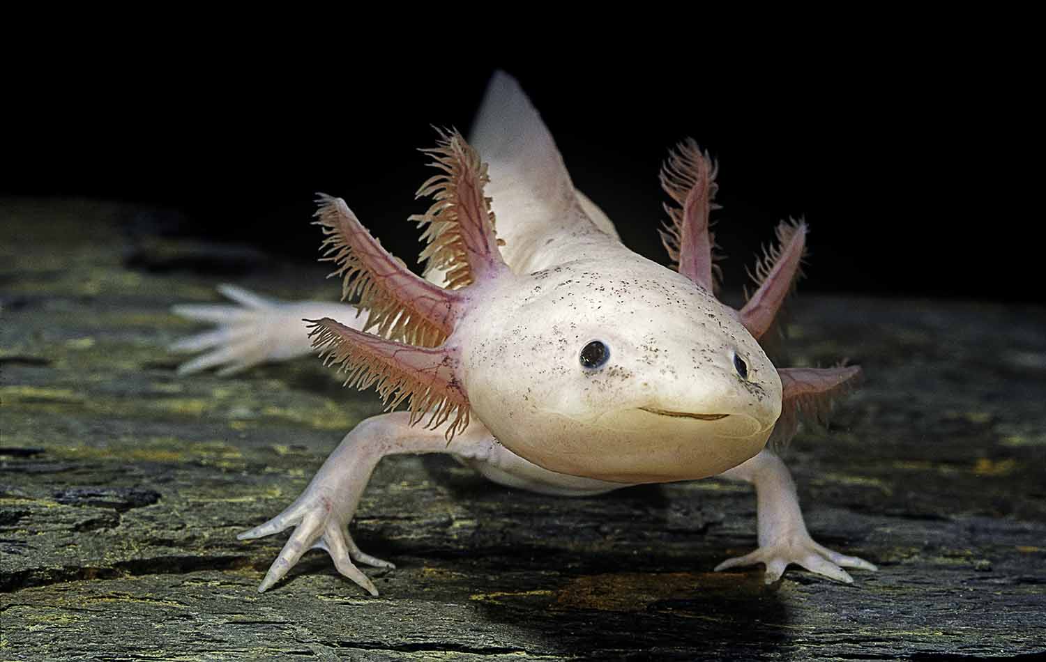 A pink axolotl is facing the camera with its front feet resting on a rocky surface.