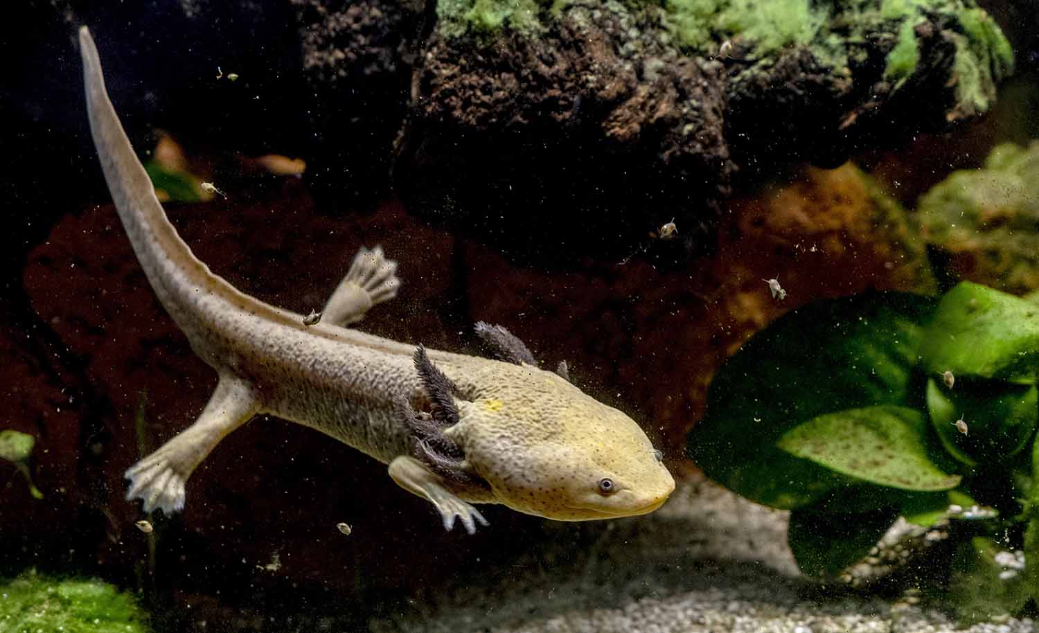 An axolotl swims in an aquarium with vegetation behind it.