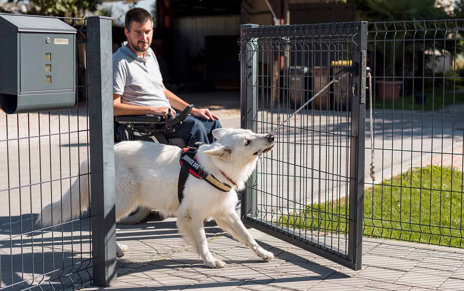 A white dog wearing a service dog harness uses a cord to pull a gate closed as a man in a wheelchair looks on.