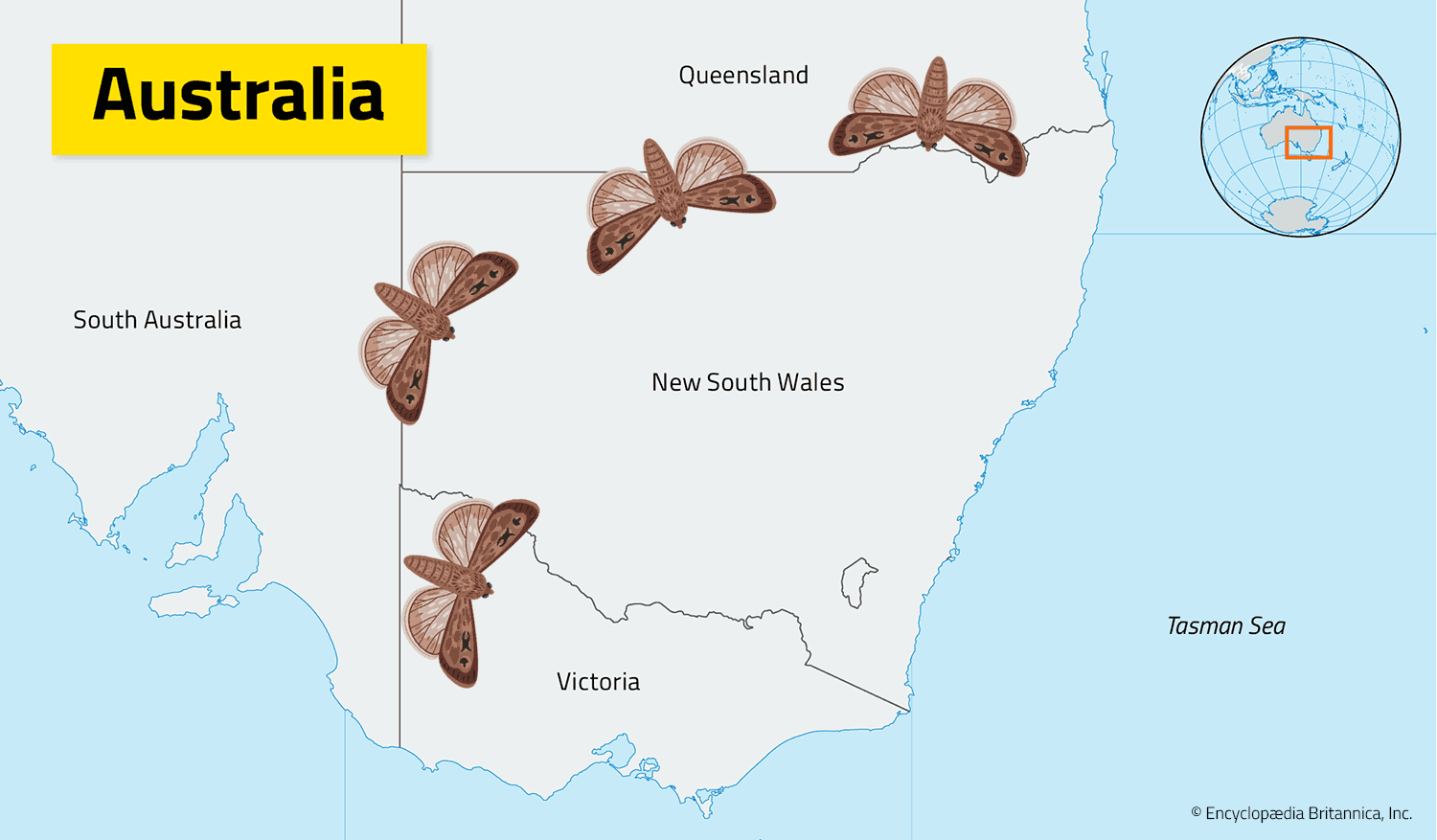 Four brown moths fly southeast and then northwest over a map of southeastern Australia.