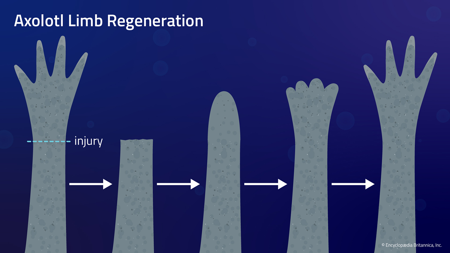 A diagram shows five stages of axolotl limb regeneration, from injury to full regrowth.