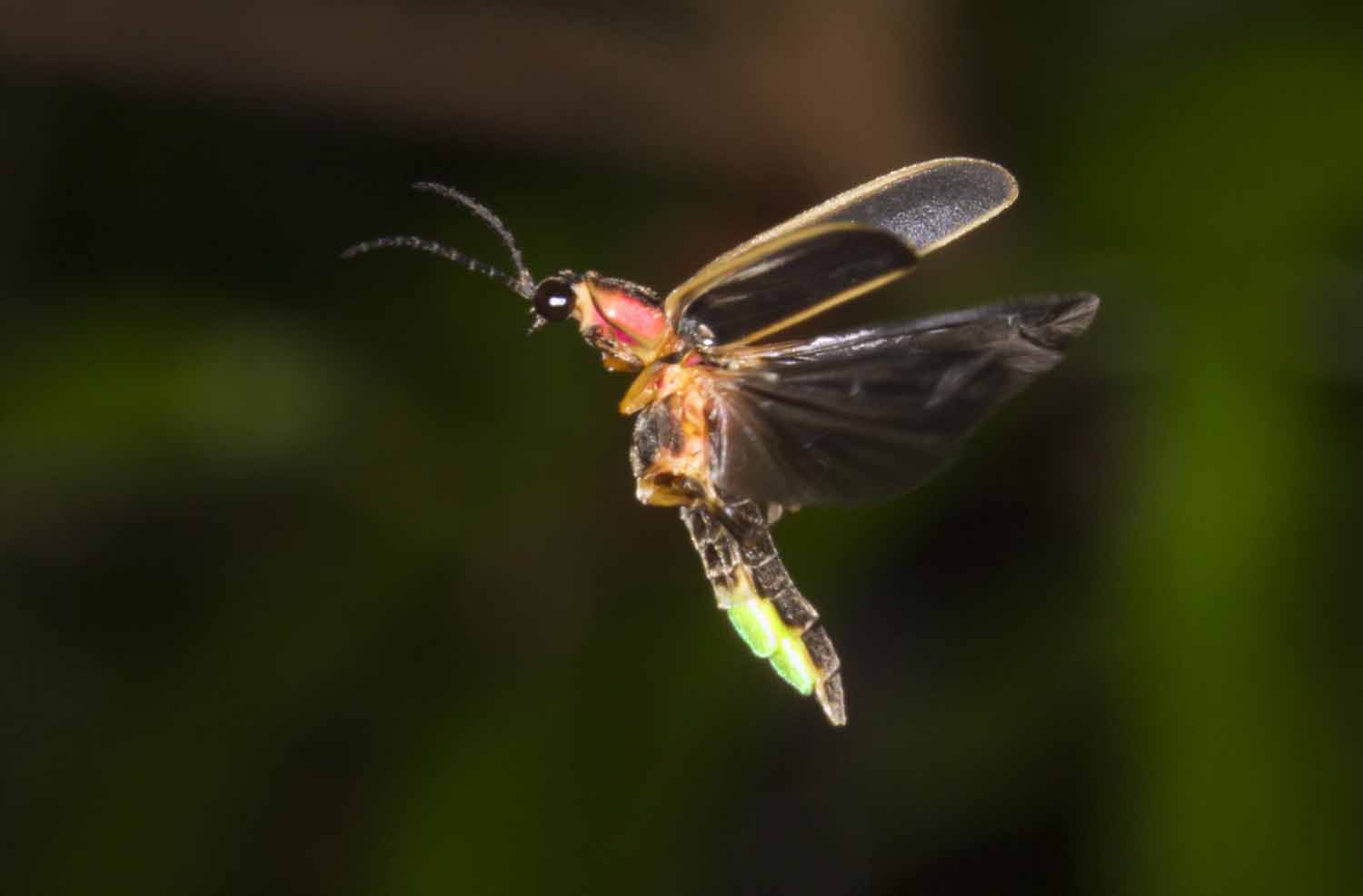 A glowing firefly is in flight.