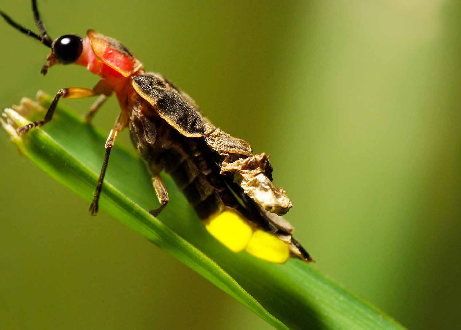 A firefly sits on a leaf with its abdomen lit up.