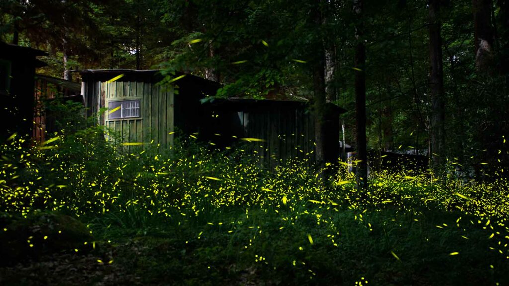 A large group of fireflies glow in a wooded area with a small building in the background.