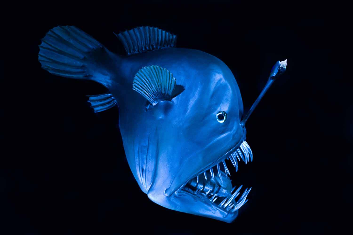 An anglerfish with large, sharp teeth and a light on its head is swimming and appears to have a blue tint.