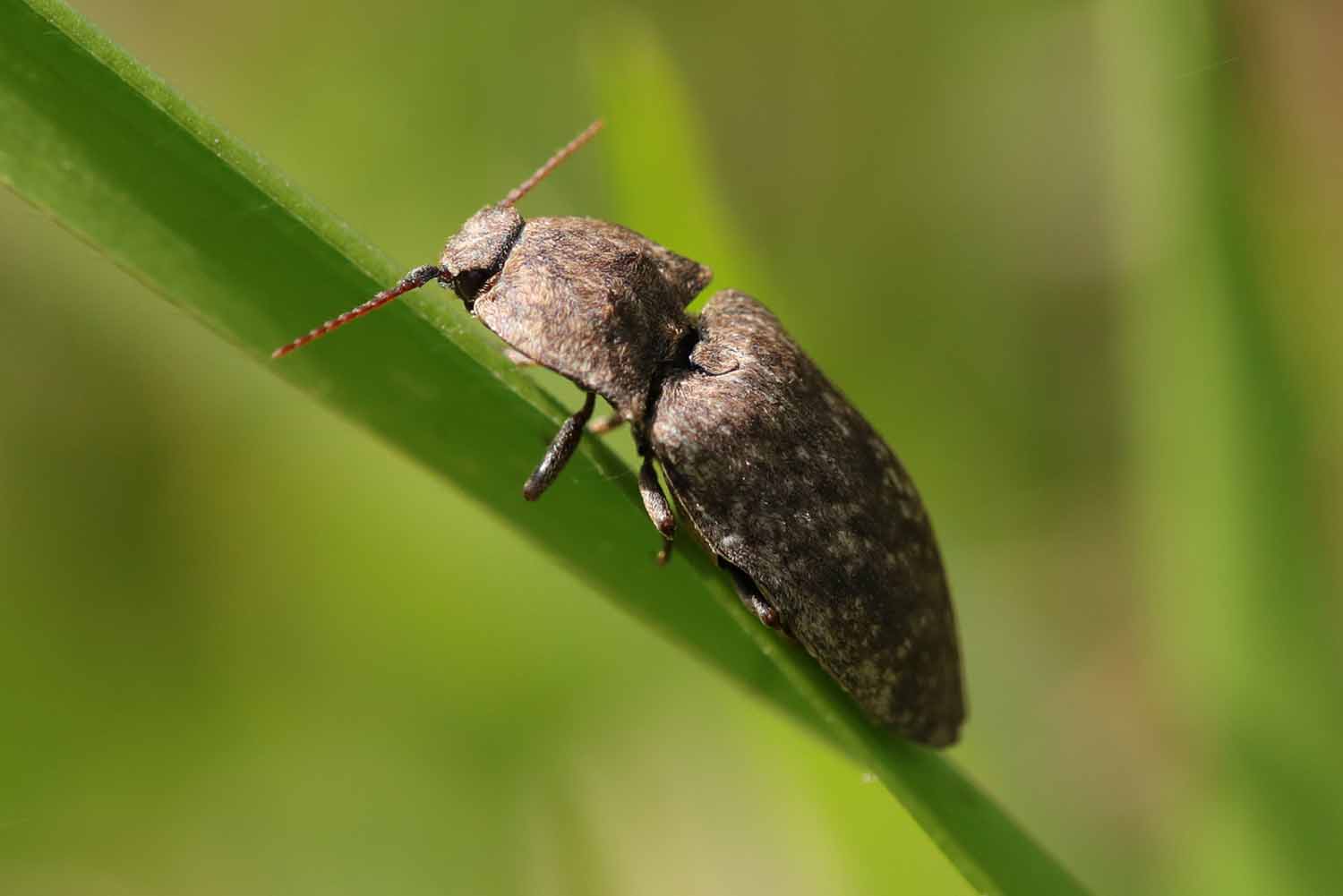 A brown beetle with two segments and a flat body sits on the leaf of a plant.