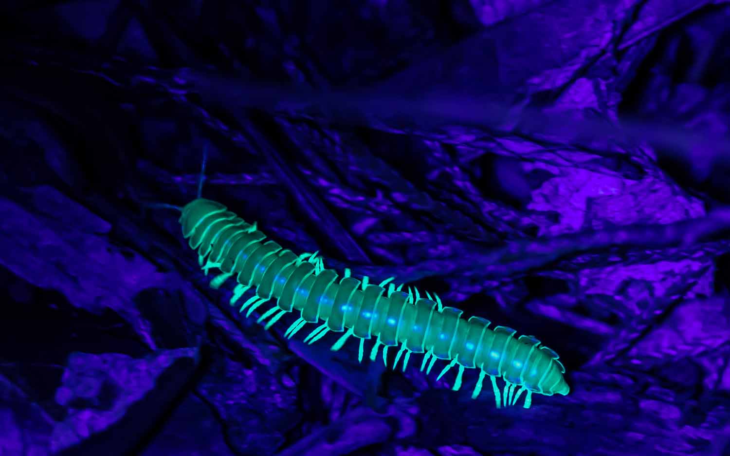 A millipede appears to be glowing green on what appears to be purple forest debris under a black light.