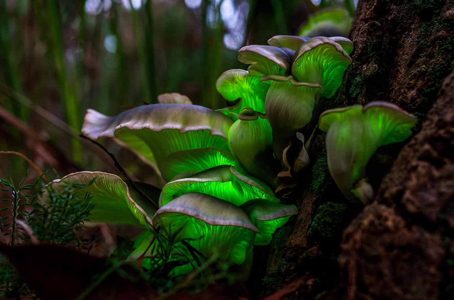 Flat mushrooms glow green at the base of a tree.
