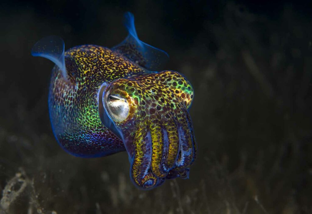A squid that appears to have a leopard print is glowing as it swims.