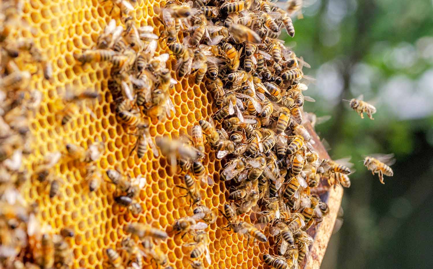Honeybees fly to and from the honeycomb of a beehive.