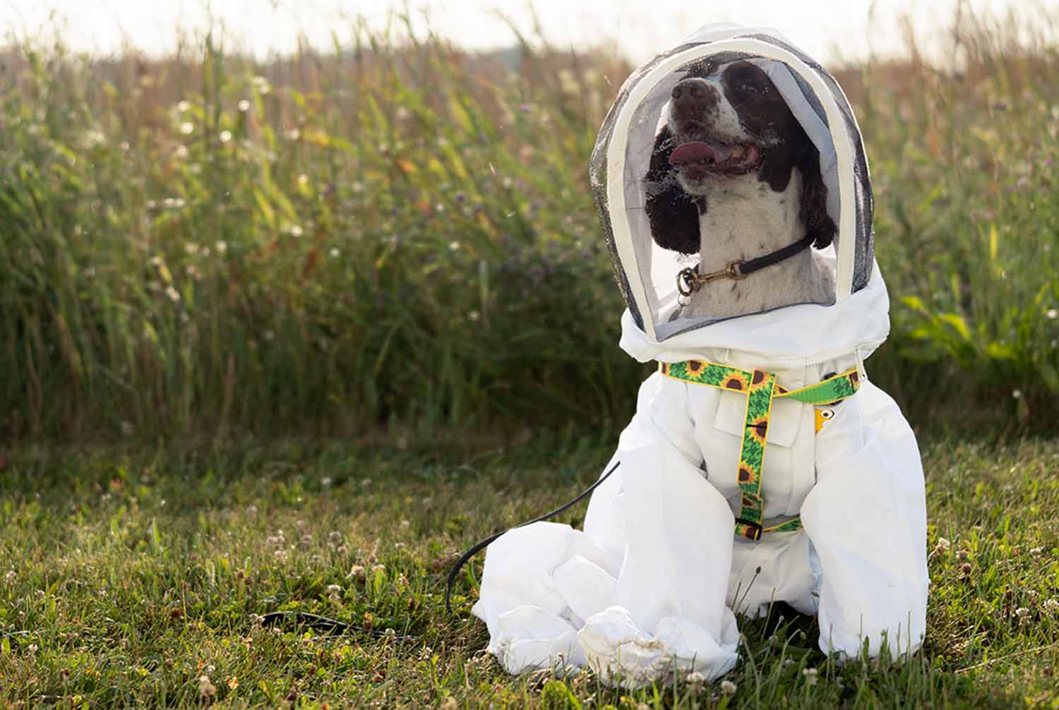 A black and white English springer spaniel sits in a bright white bee protection suit, including a helmet with netting.